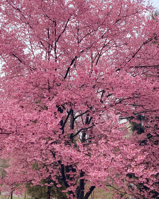 The Magic of Ordinary Things