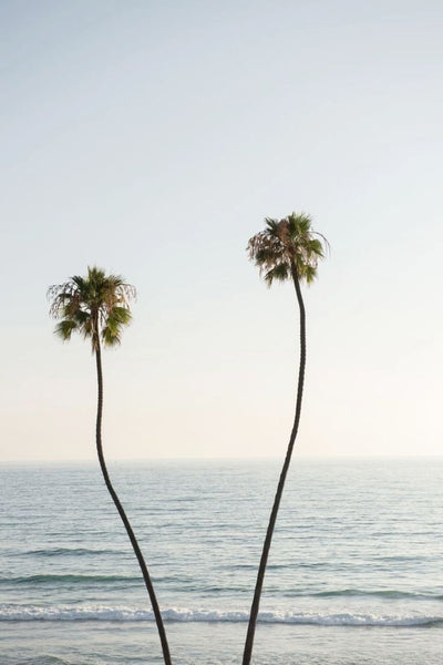 Palm Trees